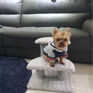 [펫토리아] 한탭뚝딱 강아지계단 BEST 모음 — 5점을 준 리뷰어가 2019년 1월 올린 사용 사진