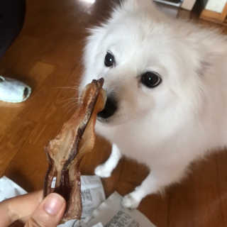 [펫토리아] 한입뚝딱 강아지 수제간식 BEST 5종 — 5점을 준 리뷰어가 2019년 2월 올린 사용 사진
