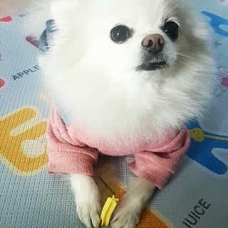 [펫토리아] BEST 한입뚝딱 실속형 강아지 덴탈껌 — 5점을 준 리뷰어가 2019년 2월 올린 사용 사진