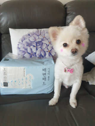 멍멍언니님이 올린 리뷰 사진 1