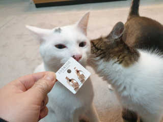 먕아냥해봐님이 올린 리뷰 사진 1