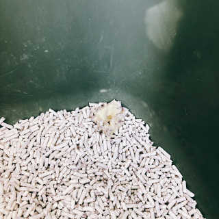 [펫토리아] BEST 고양이두부모래 6L 한삽뚝딱 — 3점을 준 리뷰어가 2019년 1월 올린 사용 사진