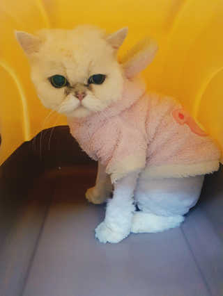 [펫토리아] BEST 한큐뚝딱 고양이 후드형 화장실 — 5점을 준 리뷰어가 2019년 1월 올린 사용 사진