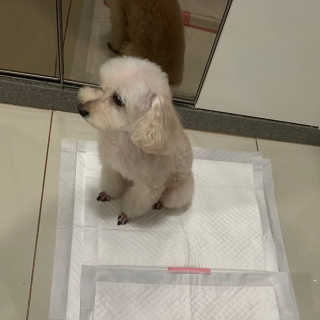 펫토리아 한장뚝딱 NEW 프리미엄 국내산 배변패드 — 5점을 준 리뷰어가 2019년 5월 올린 사용 사진