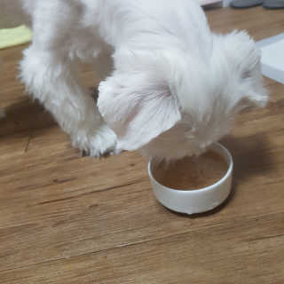 [펫토리아] 토로토로 하치  강아지간식 수프 6종 — 5점을 준 리뷰어가 2019년 9월 올린 사용 사진