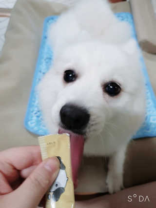[펫토리아]짜먹는 한입뚝딱 강아지.고양이 마약간식 — 4.5점을 준 리뷰어가 2019년 8월 올린 사용 사진