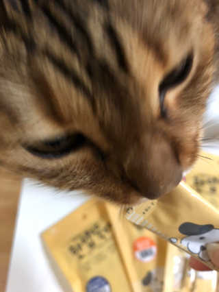 [펫토리아]짜먹는 한입뚝딱 강아지.고양이 마약간식 — 5점을 준 리뷰어가 2019년 8월 올린 사용 사진