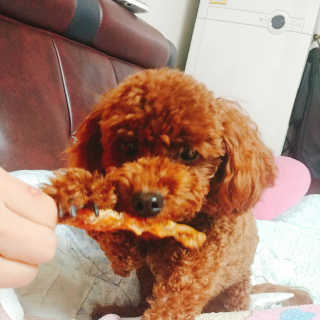 [펫토리아] 뚝딱뚝딱 400g 강아지 간식 베스트5종 — 5점을 준 리뷰어가 2019년 1월 올린 사용 사진