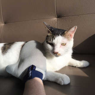 Four paws 리뉴얼 포포즈 매직코트 털 제거 브러쉬 — 5점을 준 리뷰어가 2018년 8월 올린 사용 사진