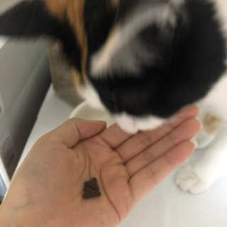 [펫토리아] 퍼스트메이트 고양이 사료 — 5점을 준 리뷰어가 2019년 5월 올린 사용 사진