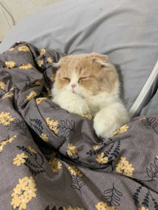 [펫토리아] BEST 한큐뚝딱 고양이 후드형 화장실 — 4점을 준 리뷰어가 2019년 1월 올린 사용 사진