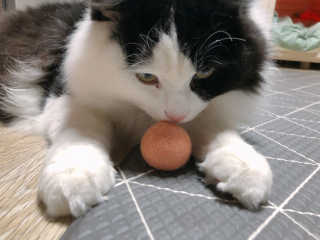 cobemom님이 올린 리뷰 사진 2