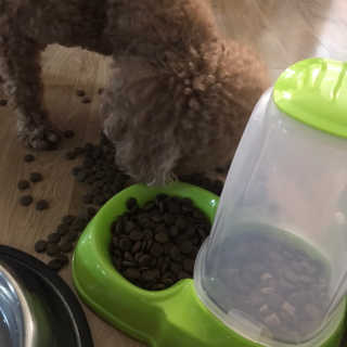 [펫토리아] 맛도 영양도 BEST 한끼뚝딱 강아지 사료 — 5점을 준 리뷰어가 2018년 12월 올린 사용 사진