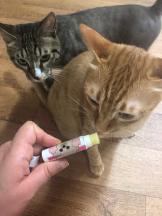 더블리스풀독 샤이니 포우 버터 0.15oz [천연 발바닥 보호제] — 5점을 준 리뷰어가 2018년 7월 올린 사용 사진
