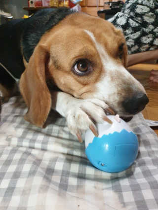 beaglelove님이 올린 리뷰 사진 4