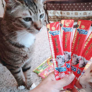 펫토리아 짜먹는 토로토로 고양이 파우치 간식 — 5점을 준 리뷰어가 2019년 6월 올린 사용 사진