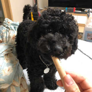 [펫토리아] 뚝딱뚝딱 400g 강아지 간식 베스트5종 — 5점을 준 리뷰어가 2019년 1월 올린 사용 사진