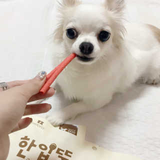 펫토리아 한입뚝딱 국내산 강아지간식 BEST 5종 — 5점을 준 리뷰어가 2019년 5월 올린 사용 사진