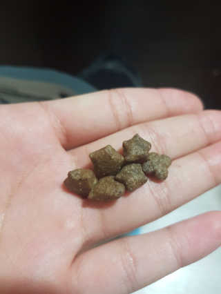 그린펫푸드 인섹트캣 글루텐프리（1.2KG） — 5점을 준 리뷰어가 2019년 7월 올린 사용 사진