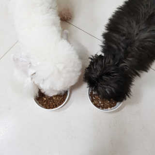 [펫토리아] 맛도 영양도 BEST 한끼뚝딱 강아지 사료 — 4.67점을 준 리뷰어가 2018년 12월 올린 사용 사진