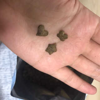 그린펫푸드 인섹트캣 글루텐프리（1.2KG） — 4점을 준 리뷰어가 2019년 9월 올린 사용 사진