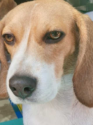 beaglelove님이 올린 리뷰 사진 3