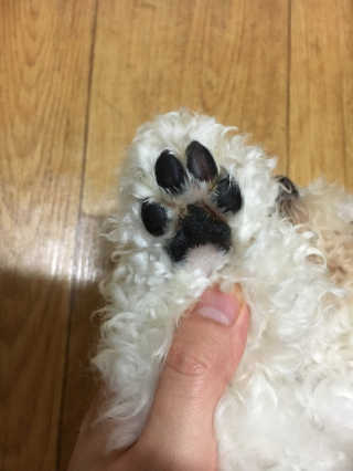 더블리스풀독 샤이니 포우 버터 0.15oz [천연 발바닥 보호제] — 3.67점을 준 리뷰어가 2018년 7월 올린 사용 사진