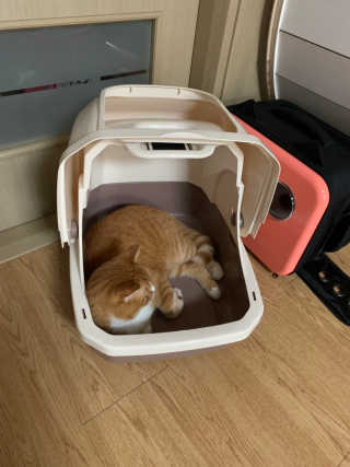 [펫토리아] BEST 한큐뚝딱 고양이 후드형 화장실 — 2.5점을 준 리뷰어가 2019년 1월 올린 사용 사진