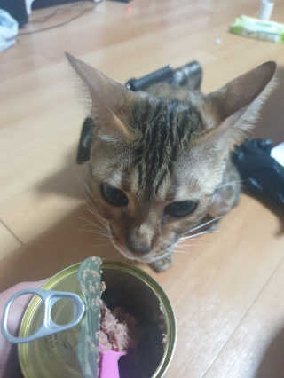 [펫토리아] BEST 한캔뚝딱 고양이 주식캔 — 5점을 준 리뷰어가 2019년 3월 올린 사용 사진