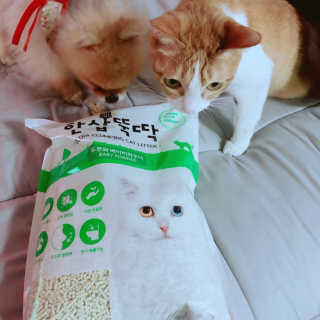 [펫토리아] BEST 고양이두부모래 6L 한삽뚝딱 — 3.5점을 준 리뷰어가 2019년 2월 올린 사용 사진