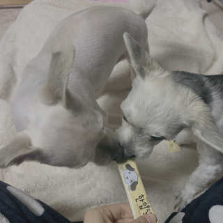 [펫토리아] 강아지,고양이겸용 짜먹는 한입뚝딱 — 5점을 준 리뷰어가 2019년 1월 올린 사용 사진