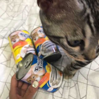 [펫토리아]토로토로 고양이 주식캔 — 4.5점을 준 리뷰어가 2019년 8월 올린 사용 사진