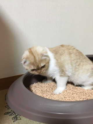 [펫토리아] BEST 고양이두부모래 6L 한삽뚝딱 — 5점을 준 리뷰어가 2019년 2월 올린 사용 사진