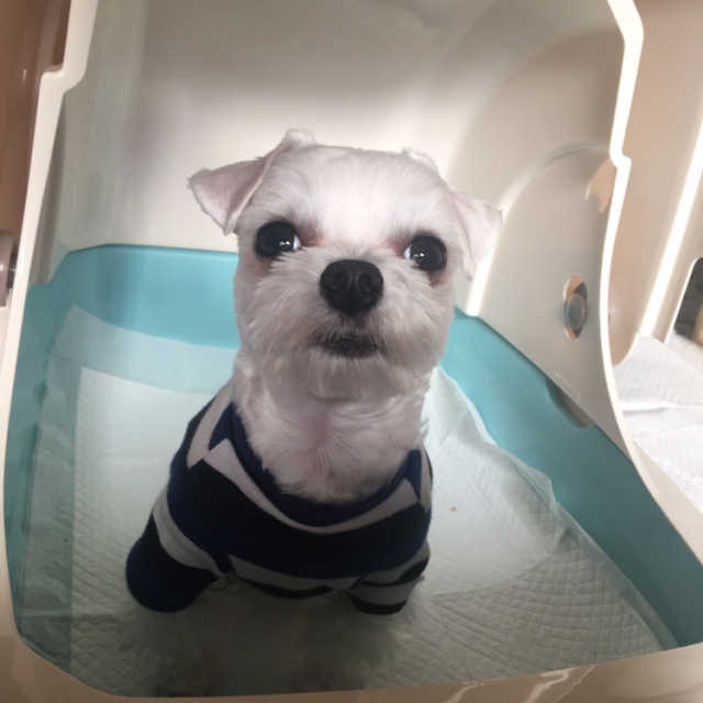 [펫토리아] BEST 한큐뚝딱 고양이 후드형 화장실 리뷰 사진