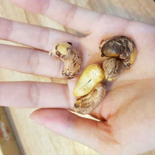 드림캐슈넛 50g X 6개 — 5점을 준 리뷰어가 2018년 9월 올린 사용 사진