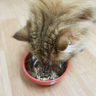 [펫토리아]토로토로 고양이 주식캔 — 5점을 준 리뷰어가 2019년 8월 올린 사용 사진