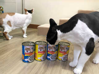[펫토리아]토로토로 고양이 주식캔 — 5점을 준 리뷰어가 2019년 8월 올린 사용 사진