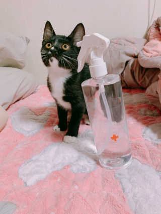 [펫토리아]살균뚝딱 강아지 고양이 살균소독제 탈취제 — 5점을 준 리뷰어가 2019년 10월 올린 사용 사진