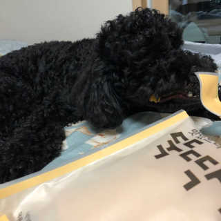 [펫토리아] 뚝딱뚝딱 400g 강아지 간식 베스트5종 — 5점을 준 리뷰어가 2019년 1월 올린 사용 사진