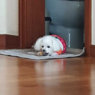 펫테라피 플레이트 야채품은 하루황태 — 4점을 준 리뷰어가 2020년 1월 올린 사용 사진