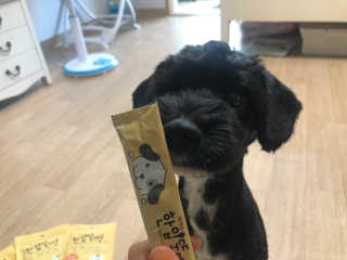 [펫토리아]짜먹는 한입뚝딱 강아지.고양이 마약간식 — 4점을 준 리뷰어가 2019년 8월 올린 사용 사진