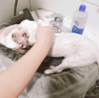 하이내처 해피샴푸바 — 5점을 준 리뷰어가 2019년 8월 올린 사용 사진