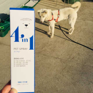 강아지스토리 포인원 모이스처 미스트 100ml — 5점을 준 리뷰어가 2018년 11월 올린 사용 사진