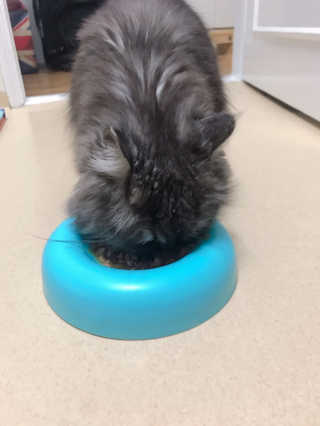 [펫토리아]배피 고양이,빌리강아지 대용량주식캔 — 4점을 준 리뷰어가 2019년 7월 올린 사용 사진