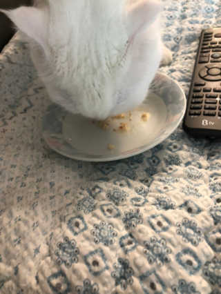펫토리아 짜먹는 토로토로 고양이 파우치 간식 — 5점을 준 리뷰어가 2019년 6월 올린 사용 사진