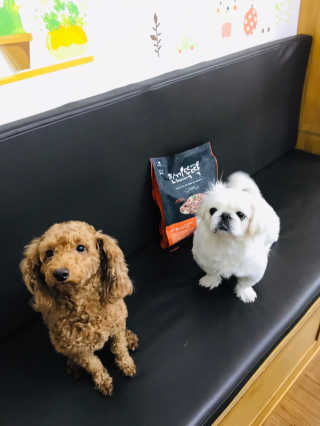 [펫토리아] 맛도 영양도 BEST 한끼뚝딱 강아지 사료 — 5점을 준 리뷰어가 2018년 12월 올린 사용 사진