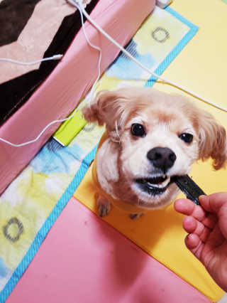[펫토리아] 한입뚝딱 강아지 수제간식 BEST 5종 — 5점을 준 리뷰어가 2019년 2월 올린 사용 사진