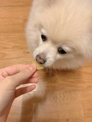 [브루클린펫코] 프리미엄 강아지 수제 쿠키 2종 SET — 5점을 준 리뷰어가 2020년 3월 올린 사용 사진