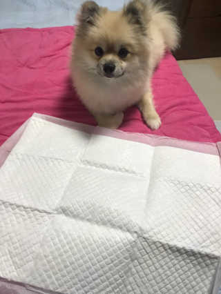 페츠모아 냄새잡는 요술배변패드 — 5점을 준 리뷰어가 2020년 2월 올린 사용 사진
