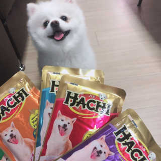[펫토리아] 토로토로 하치  강아지 파우치간식 — 4점을 준 리뷰어가 2019년 7월 올린 사용 사진